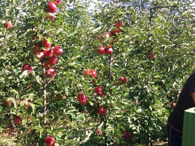 Mrazevi su uništili 40 uroda Mrazevi su uništili 40 uroda