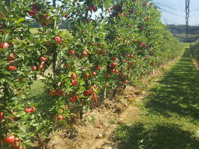 Voćnjaci OPG-a Šporer Voćnjaci OPG-a Šporer