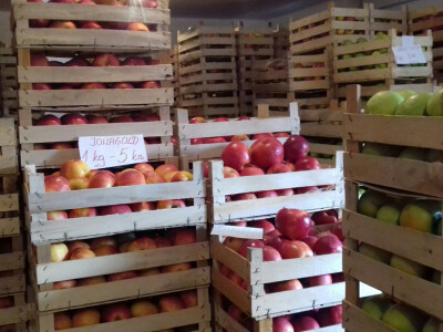 Šporerovi jabuke prodaju na kućnom pragu po 5 kn za kg Šporerovi jabuke prodaju na kućnom pragu po 5 kn za kg