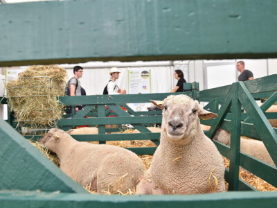Space 2019: Mesto susreta stočara, profesionalaca i nauke