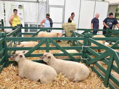 Space 2019: Mjesto susreta stočara, profesionalaca, znanosti