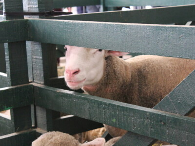 SPACE 2019 Rennes, Francuska