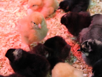 SPACE 2019 Renu, Francuska