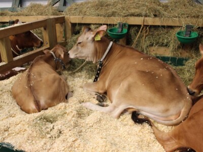 SPACE 2019 Renu, Francuska