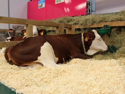 SPACE 2019 Renu, Francuska