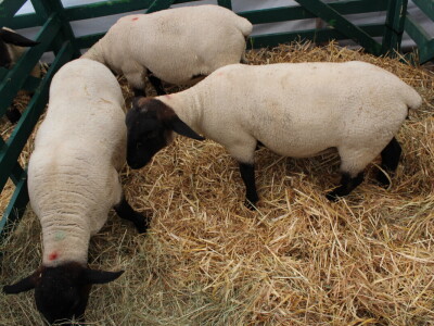 SPACE 2019 Renu, Francuska