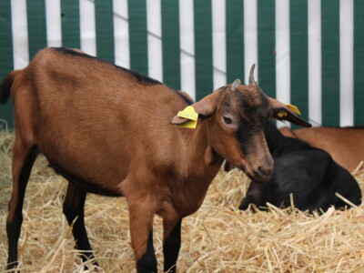 SPACE 2019 Renu, Francuska