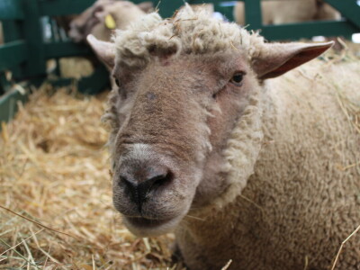 SPACE 2019 Renu, Francuska