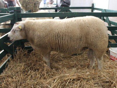 SPACE 2019 Renu, Francuska