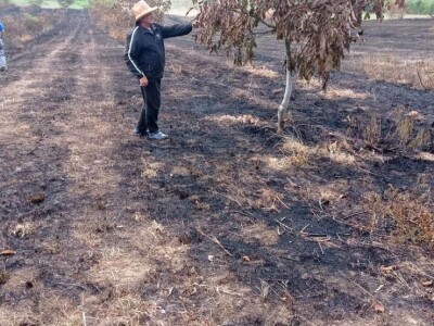 Spaljeni voćnjaci u selu Gorice Spaljeni voćnjaci u selu Gorice
