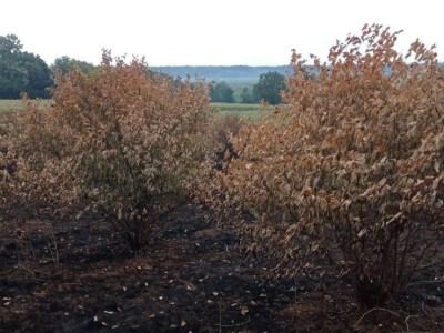 Spaljeni voćnjaci u selu Gorice Spaljeni voćnjaci u selu Gorice