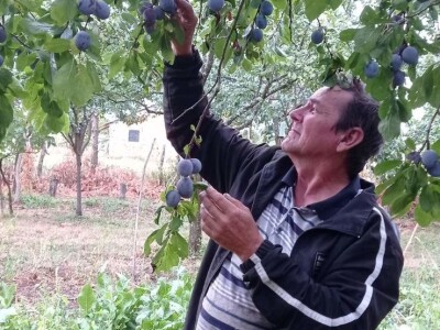 Spaljeni voćnjaci u selu Gorice Spaljeni voćnjaci u selu Gorice