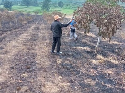Spaljeni voćnjaci u selu Gorice, Hrvatska