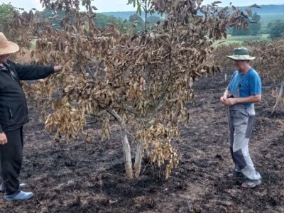 Spaljeni voćnjaci u selu Gorice, Hrvatska