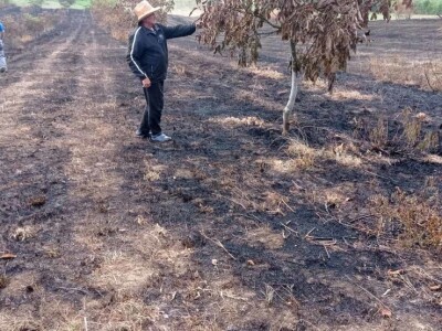 Spaljeni voćnjaci u selu Gorice, Hrvatska