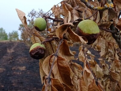 Spaljeni voćnjaci u selu Gorice u Hrvatskoj
