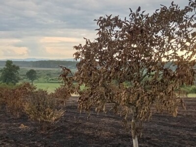 Spaljeni voćnjaci u selu Gorice u Hrvatskoj