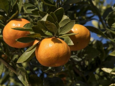 Španija na sajmu poljoprivrede u Novom Sadu