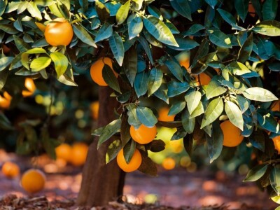 Španija na sajmu poljoprivrede u Novom Sadu