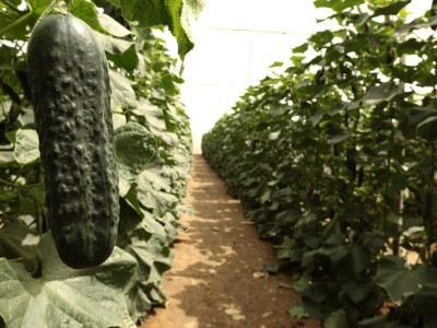 Španija na sajmu poljoprivrede u Novom Sadu