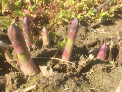 Izdanci biljke Izdanci biljke