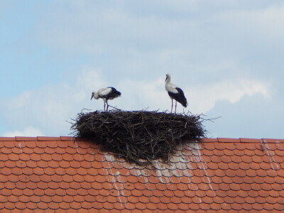 Spašavanje mlade rode zapetljane u špagu za baliranje sijena Spašavanje mlade rode zapetljane u špagu za baliranje sijena
