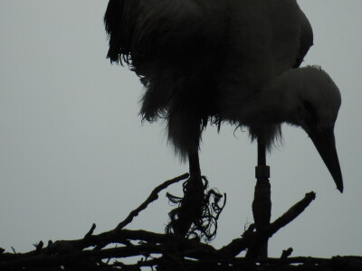 Spašavanje mlade rode zapetljane u špagu za baliranje sijena Spašavanje mlade rode zapetljane u špagu za baliranje sijena