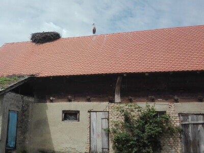 Spašavanje mlade rode zapetljane u špagu za baliranje sijena Spašavanje mlade rode zapetljane u špagu za baliranje sijena