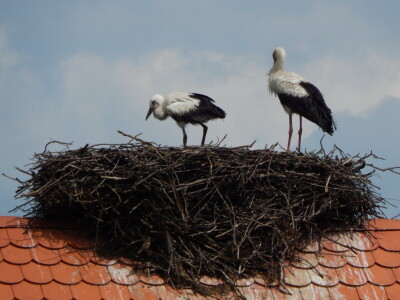 Spašavanje mlade rode zapetljane u špagu za baliranje sijena Spašavanje mlade rode zapetljane u špagu za baliranje sijena