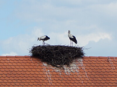 Spašavanje mlade rode zapetljane u špagu za baliranje sijena Spašavanje mlade rode zapetljane u špagu za baliranje sijena