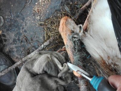 Spašavanje mlade rode zapetljane u špagu za baliranje sijena Spašavanje mlade rode zapetljane u špagu za baliranje sijena
