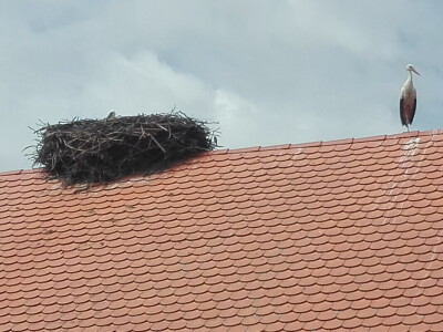 Spašavanje mlade rode zapetljane u špagu za baliranje sijena Spašavanje mlade rode zapetljane u špagu za baliranje sijena