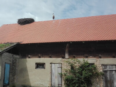 Spašavanje mlade rode zapetljane u špagu za baliranje sijena Spašavanje mlade rode zapetljane u špagu za baliranje sijena