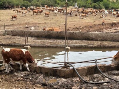 Spasena stoka na Suvoj planini