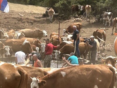 Spasena stoka na Suvoj planini