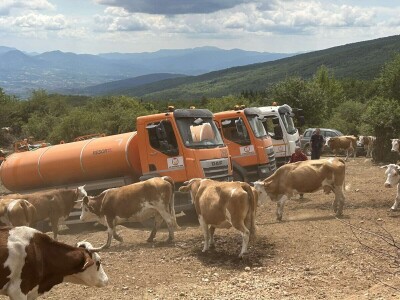 Spasena stoka na Suvoj planini