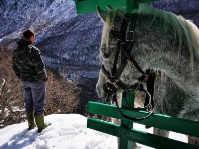 Spasio ergelu s Borika i napravio carstvo rasnih konja arapske pasmine