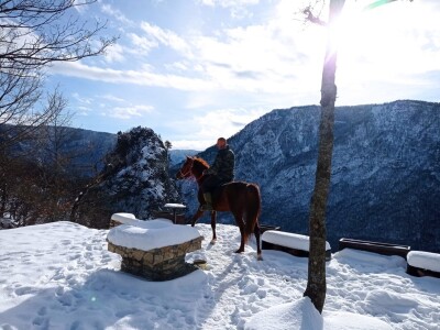 Spasio ergelu s Borika i napravio carstvo rasnih konja arapske pasmine