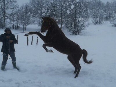 Spasio ergelu s Borika i napravio carstvo rasnih konja arapske pasmine