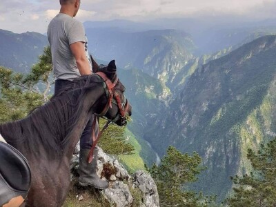 Spasio ergelu s Borika i napravio carstvo rasnih konja arapske pasmine