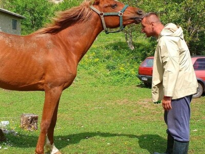 Spasio ergelu s Borika i napravio carstvo rasnih konja arapske pasmine
