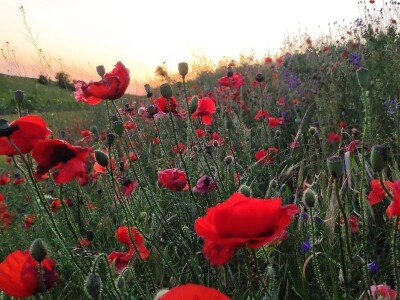 Specijalni rezervat prirode "Doline kod Padine"