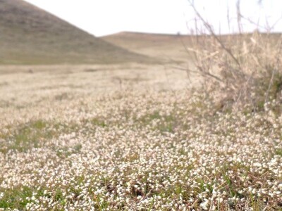Specijalni rezervat prirode "Doline kod Padine"