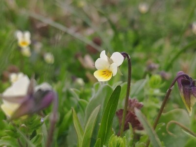 Specijalni rezervat prirode "Doline kod Padine"