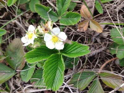 Specijalni rezervat prirode "Doline kod Padine"