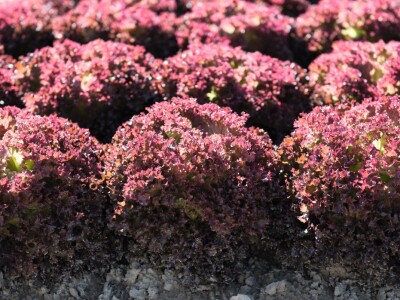 Bejo Zaden sorte salata