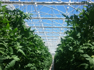 Hoće li bez folije nasad stradati rajčice