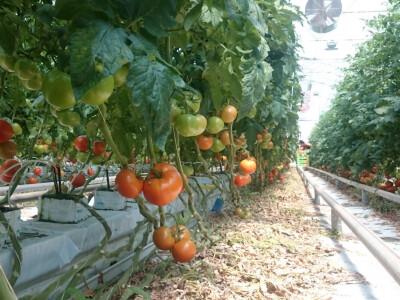 Hidroponski uzgoj rajčice