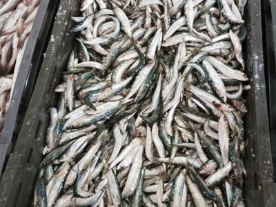 Splitska peškarija obiluje ponudom