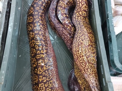 Splitska peškarija obiluje ponudom